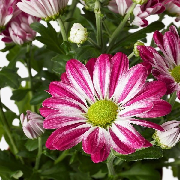 IKEA Горшечное растение, хризантемы разных цветов. CHRYSANTHEMUM, 305.930.81 30593081 фото