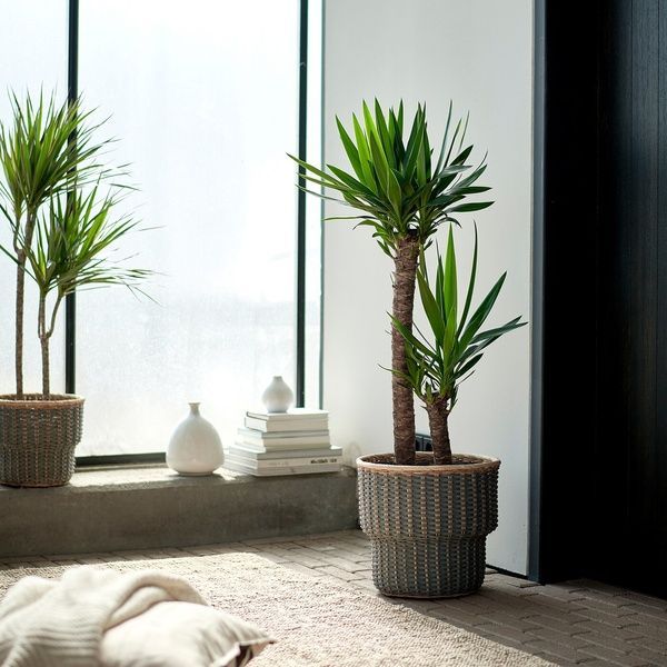 IKEA Горшечное растение, без шипов/юкка с двумя стеблями YUCCA ELEPHANTIPES, 103.293.08 10329308 фото