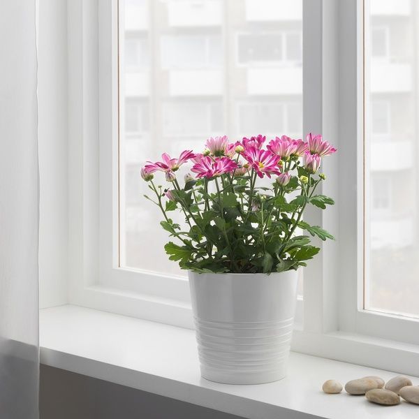IKEA Горшечное растение, хризантемы разных цветов. CHRYSANTHEMUM, 305.930.81 30593081 фото