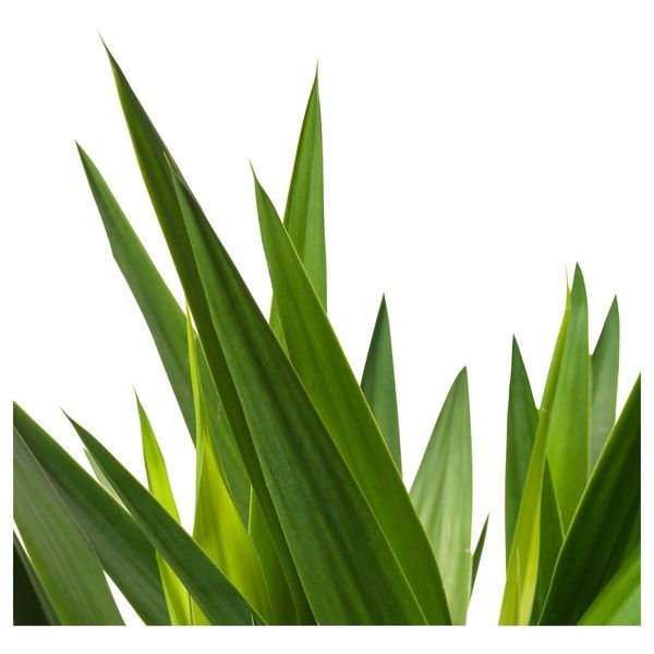 IKEA Горшечное растение, без шипов/юкка с двумя стеблями YUCCA ELEPHANTIPES, 103.293.08 10329308 фото