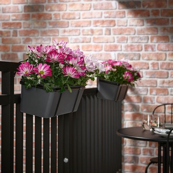 IKEA Горшечное растение, хризантемы разных цветов. CHRYSANTHEMUM, 305.930.81 30593081 фото