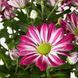 IKEA Горшечное растение, хризантемы разных цветов. CHRYSANTHEMUM, 305.930.81 30593081 фото 5