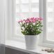 IKEA Горшечное растение, хризантемы разных цветов. CHRYSANTHEMUM, 305.930.81 30593081 фото 4