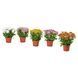 IKEA Горшечное растение, хризантемы разных цветов. CHRYSANTHEMUM, 305.930.81 30593081 фото 1