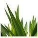 IKEA Горшечное растение, без шипов/юкка с двумя стеблями YUCCA ELEPHANTIPES, 103.293.08 10329308 фото 2