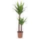 IKEA Горшечное растение, без шипов/юкка с двумя стеблями YUCCA ELEPHANTIPES, 103.293.08 10329308 фото 1
