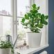 IKEA Горшечное растение, Розовая Клузия CLUSIA, 005.941.95 00594195 фото 4