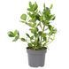 IKEA Горшечное растение, Розовая Клузия CLUSIA, 005.941.95 00594195 фото 1