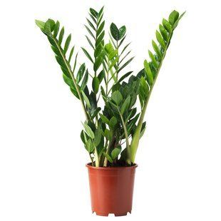 IKEA Горшечное растение, Пальма Ароидная. ZAMIOCULCAS, 505.986.81 50598681 фото