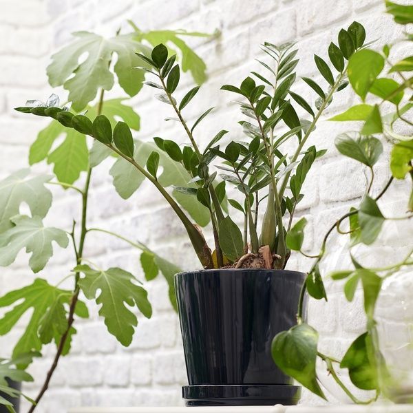 IKEA Горшечное растение, Пальма Ароидная. ZAMIOCULCAS, 505.986.81 50598681 фото