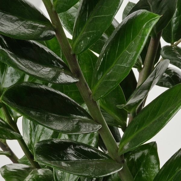 IKEA Горшечное растение, Пальма Ароидная. ZAMIOCULCAS, 505.986.81 50598681 фото