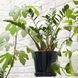 IKEA Горшечное растение, Пальма Ароидная. ZAMIOCULCAS, 505.986.81 50598681 фото 3