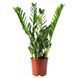IKEA Горшечное растение, Пальма Ароидная. ZAMIOCULCAS, 505.986.81 50598681 фото 1