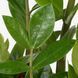 IKEA Горшечное растение, Пальма Ароидная. ZAMIOCULCAS, 505.986.81 50598681 фото 2
