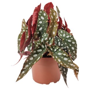 IKEA Горшечное растение, коралловая бегония BEGONIA MACULATA, 505.746.37 50574637 фото