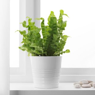 IKEA CRASSULA (ІKEA КРАССУЛА), Рослина з горщиком, Грошове дерево, 22 см, 104.853.70 00460780 фото