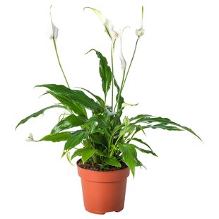 IKEA Живе рослина SPATHIPHYLLUM (ІKEA SPATHIPHYLLUM), Рослина в горщику, Лілія кімнату, 12 см, 601.449.01 60144901 фото