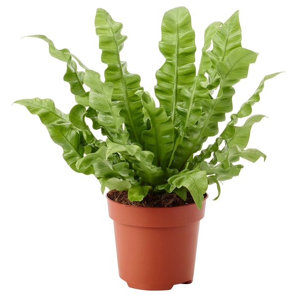 IKEA CRASSULA (ІKEA КРАССУЛА), Рослина з горщиком, Грошове дерево, 22 см, 104.853.70 00460780 фото