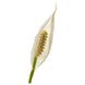 IKEA Живое растение SPATHIPHYLLUM (ИКЕА SPATHIPHYLLUM), Растение в горшке, Лилия комнату, 12 см, 601.449.01 60144901 фото 2