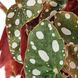 IKEA Горшечное растение, коралловая бегония BEGONIA MACULATA, 505.746.37 50574637 фото 4