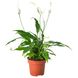 IKEA Живое растение SPATHIPHYLLUM (ИКЕА SPATHIPHYLLUM), Растение в горшке, Лилия комнату, 12 см, 601.449.01 60144901 фото 1