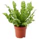 IKEA CRASSULA (ІKEA КРАССУЛА), Рослина з горщиком, Грошове дерево, 22 см, 104.853.70 00460780 фото 2