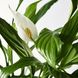 IKEA Живое растение SPATHIPHYLLUM (ИКЕА SPATHIPHYLLUM), Растение в горшке, Лилия комнату, 12 см, 601.449.01 60144901 фото 3