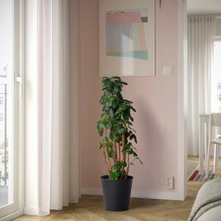 IKEA Кришка для квіткового горщика, кімнатна/вулична/антрацит CITRONMELISS, 805.625.10 80562510 фото