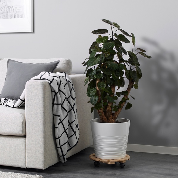 IKEA Живое растение SPATHIPHYLLUM (ИКЕА SPATHIPHYLLUM), Растение в горшке, Лилия комнату, 12 см, 601.449.01 20387411 фото