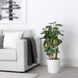 IKEA Живе рослина SPATHIPHYLLUM (ІKEA SPATHIPHYLLUM), Рослина в горщику, Лілія кімнату, 12 см, 601.449.01 20387411 фото 2