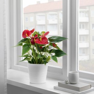 IKEA PHALAENOPSIS (ИКЕА ФАЛАЕНОПСИС), Растение в горшке, Орхидея/разные цвета, 6 см, 205.050.18 20444906 фото