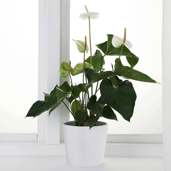 IKEA PHALAENOPSIS (ІKEA ФАЛАЕНОПСИС), Рослина в горщику, Орхідея/різні кольори, 6 см, 205.050.18 20444906 фото