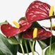 IKEA PHALAENOPSIS (ІKEA ФАЛАЕНОПСИС), Рослина в горщику, Орхідея/різні кольори, 6 см, 205.050.18 20444906 фото 4