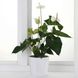 IKEA PHALAENOPSIS (ІKEA ФАЛАЕНОПСИС), Рослина в горщику, Орхідея/різні кольори, 6 см, 205.050.18 20444906 фото 3