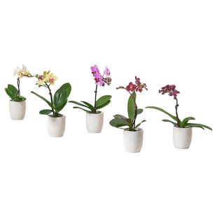 IKEA PHALAENOPSIS (ІKEA ФАЛАЕНОПСИС), Рослина в горщику, Орхідея/різні кольори, 6 см, 205.050.18 20505018 фото