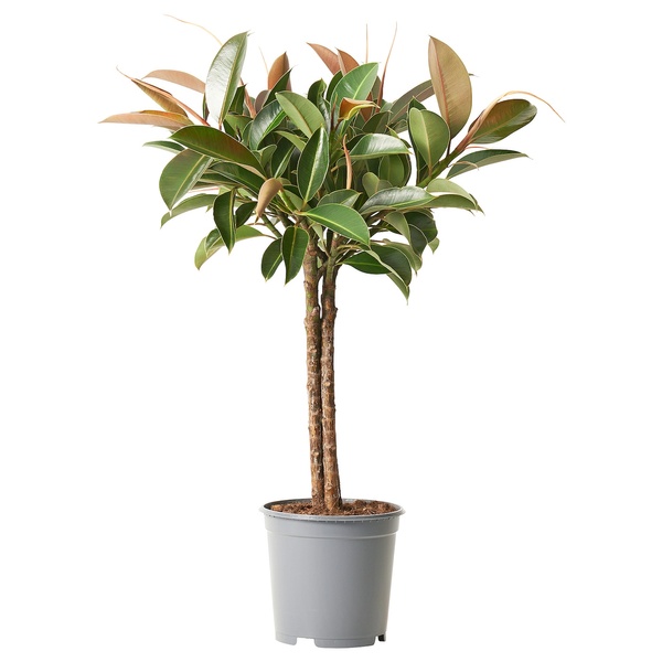 IKEA FICUS ELASTICA (ИКЕА ФИКУС), Комнатное растение, фикус лирата, 21 см, 605.231.43 60523143 фото