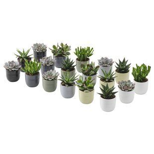 IKEA Растение в горшке, суккулент разных цветов SUCCULENT, 105.986.83 10598683 фото