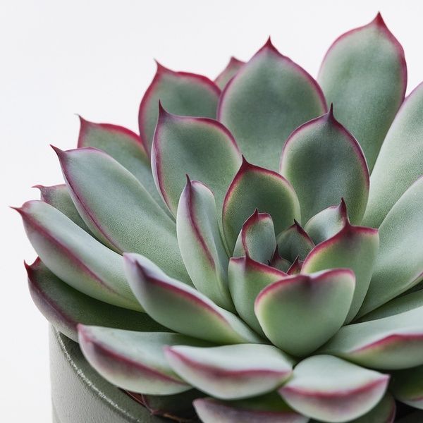 IKEA Растение в горшке, суккулент разных цветов SUCCULENT, 105.986.83 10598683 фото