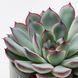 IKEA Растение в горшке, суккулент разных цветов SUCCULENT, 105.986.83 10598683 фото 3