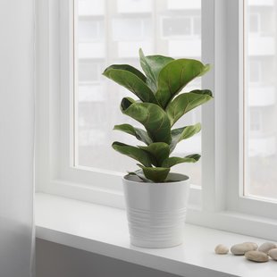 IKEA FICUS LYRATA BAMBINO (ІKEA ФИКУС ЛИРАТА БАМБИНО), Кімнатна рослина, фікус лірата, 12 см, 104.853.65 10485365 фото