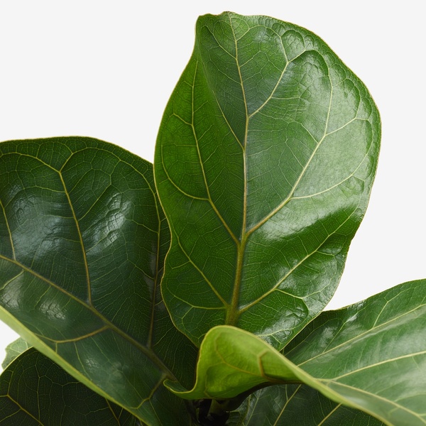 IKEA FICUS LYRATA BAMBINO (ІKEA ФИКУС ЛИРАТА БАМБИНО), Кімнатна рослина, фікус лірата, 12 см, 104.853.65 10485365 фото