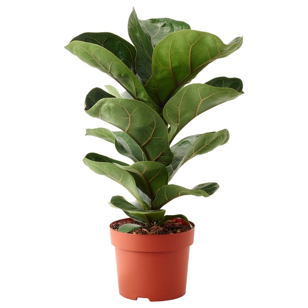 IKEA FICUS LYRATA BAMBINO (ІKEA ФИКУС ЛИРАТА БАМБИНО), Кімнатна рослина, фікус лірата, 12 см, 104.853.65 10485365 фото