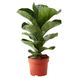 IKEA FICUS LYRATA BAMBINO (ИКЕА ФИКУС ЛИРАТА БАМБИНО), Комнатное растение, фикус лирата, 12 см, 104.853.65 10485365 фото 2