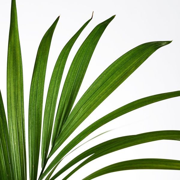 IKEA Горшечное растение HOWEA FORSTERIANA, 805.801.99 80580199 фото