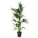 IKEA Горшечное растение HOWEA FORSTERIANA, 805.801.99 80580199 фото 1