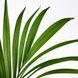 IKEA Горшечное растение HOWEA FORSTERIANA, 805.801.99 80580199 фото 2