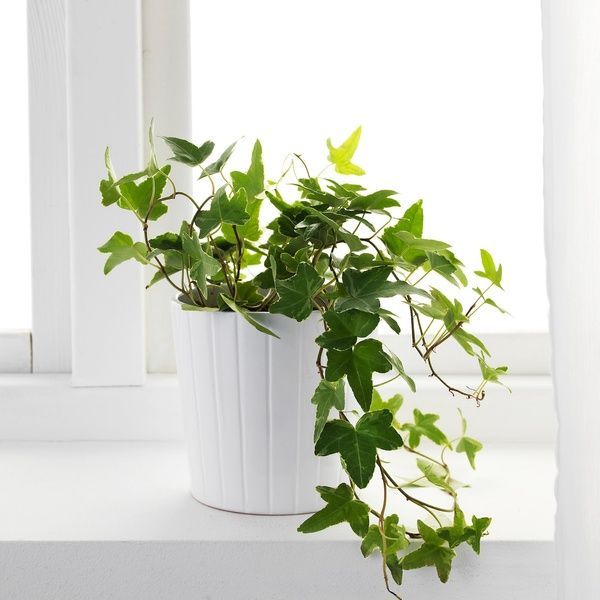 IKEA Кімнатна рослина, Плющ HEDERA HELIX, 668.040.47 66804047 фото