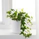 IKEA Кімнатна рослина, Плющ HEDERA HELIX, 668.040.47 66804047 фото 3