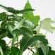 IKEA Кімнатна рослина, Плющ HEDERA HELIX, 668.040.47 66804047 фото 2