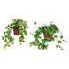 IKEA Кімнатна рослина, Плющ HEDERA HELIX, 668.040.47 66804047 фото 1